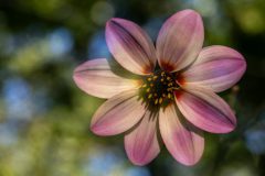 Monique-Achterberg-02-Cosmos-P7115343-Dubbel-NiB-Okt-2026