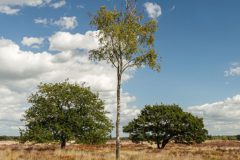 Strabrechtse Heide