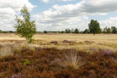 Strabrechtse Heide