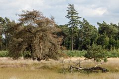 Strabrechtse Heide