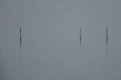 F1-Willy-van-Lanen-windse-stilte