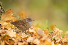 F4-Willy-van-Lanen-heggemus