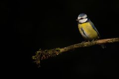 F5-Willy-van-Lanen-Pimpelmees