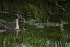 Gerry-van-Meurs-Fuut-met-visje-GVM00457