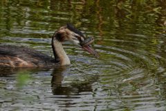 Gerry-van-Meurs-Fuut-met-visje-GVM00470