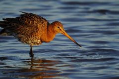 Gerry-van-Meurs-Grutto-DSC05027