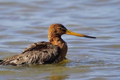 Gerry-van-Meurs-grutto-DSC03953