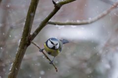 Gidi-van-Osch-Pimpelmees-in-sneeuw
