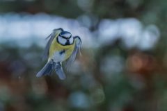 Gidi-van-Osch-Pinpelmees