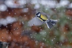 Gidi-van-Osch-koolmees