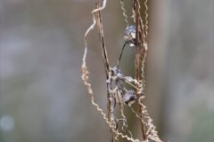 Gidi-van-Osch-winter