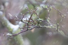 Gidi-van-Osch-wintersfeer