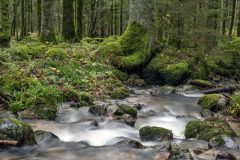 Hans-van-de-Griendt-01-Vogezen-Beekje-bos_N622596