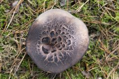 Hans-van-de-Griendt-03-Vogezen-Geschubde-stekelzwam_N622851