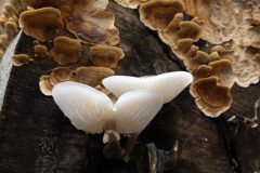 Hans-van-de-Griendt-04-Vogezen-Porselijnzwam_N622920