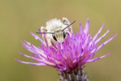 Henk-Valk-Pluimvoetbij-20230722-0615