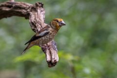 Henk-Valk-appelvink-20230721-0148