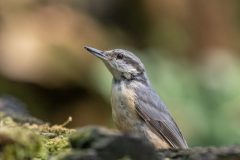 Henk-Valk-boomklever-20230723-0033-bewerkt