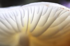 Jan-Albert-Hellings-2026-01-02-1-porseleinzwam-1