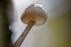 Jan-Albert-Hellings-2026-01-02-3-porseleinzwam-3