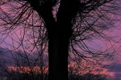 Jan-Albert-Hellings-2026-01-02-4-nieuwjaarsdag-dommel-boxtel-1