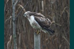 Leo-van-de-Veerdonk-2