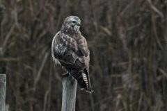 Leo-van-de-Veerdonk-3