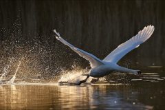 1_Gera-Schel-wilde-zwaan