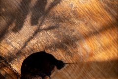 Gidi-hout