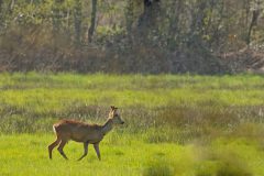 HVX2-DSC_77582