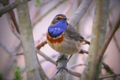 Jan-Albert-Hellings_0003_blauwborst