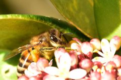 Kees-van-der-Lee-03-Honingbij-13-maart-2023