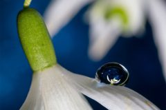 MAH_01_Sneeuwklokje_1022668_NiB_Apr_2023