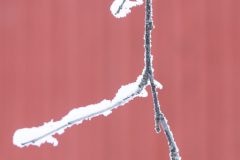 Kunstwerk van Sneeuw