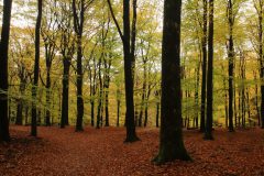 Gidi-Speulderbos1