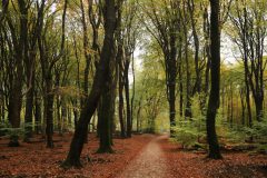 Gidi-Speulderbos2