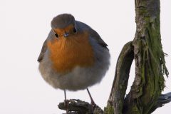 MAH_03_Nib_13-12-2019_Roodborstje_DSC6709