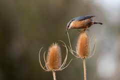 Mignon-1-Boomklever