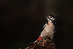 Mignon-2-Grote-Bonte-Specht