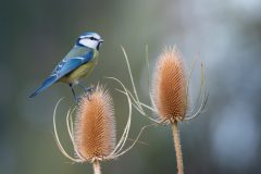 Mignon-3-Pimpelmees