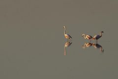 Gvm-Flamingo-spiegeling-DSC08154
