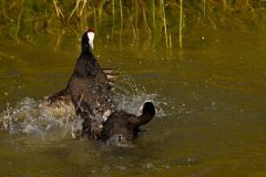 Gvm-Vechtende-knobbelmeerkoeten-DSC08431