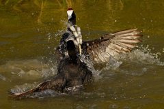 Gvm-vechtende-knobbelmeerkoet-DSC08429