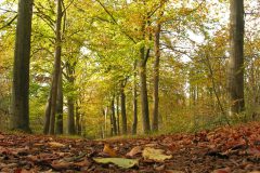 HVX1-Beukenlaan-DSCN36920