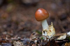 roodbruine-slanke-amaniet-gera