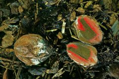 HVX-4-Inktviszwam-IMG_2634