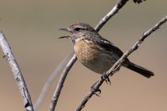 Rene-Steenbakkers_Natuur-in-Beeld_30