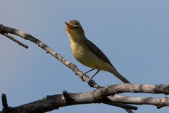 Rene-Steenbakkers_Natuur-in-Beeld_31