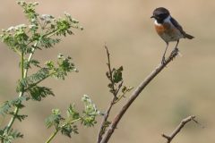 Rene-Steenbakkers_Natuur-in-Beeld_32