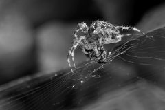 gvm1-kruisspin-ZW-DSC01411-1